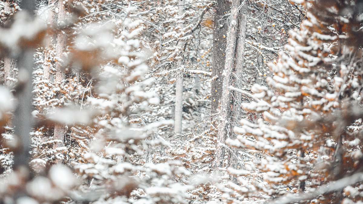 big sky resort road selective focus photography of snow-covered trees at daytime gallatin gateway